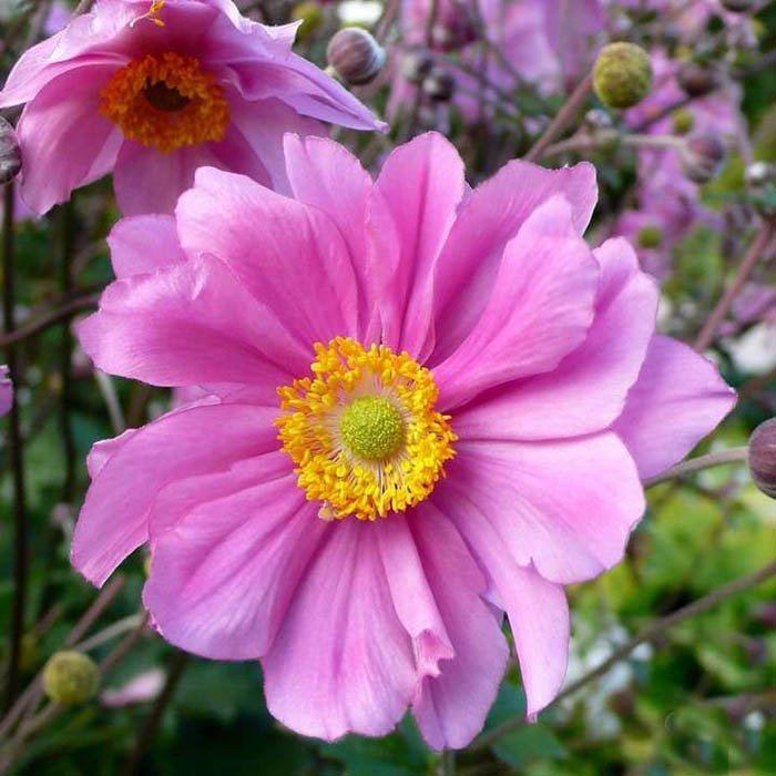 Превью изображения