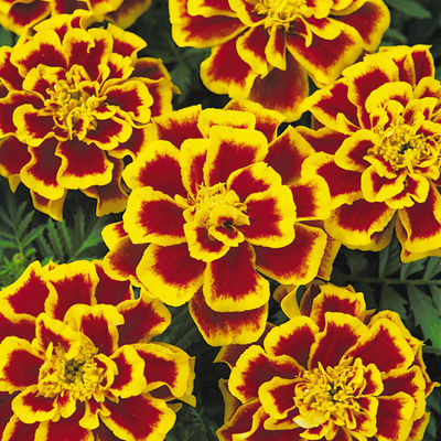 Превью изображения