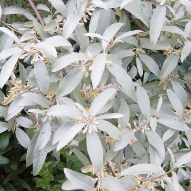 Превью изображения