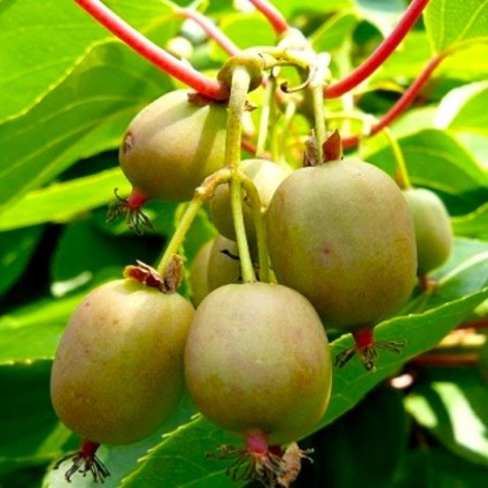 Превью изображения