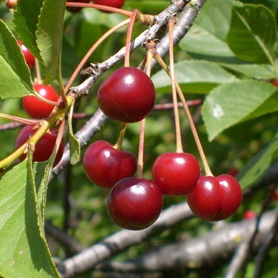 Превью изображения