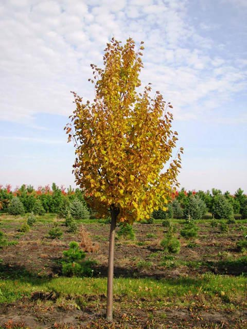 Превью изображения