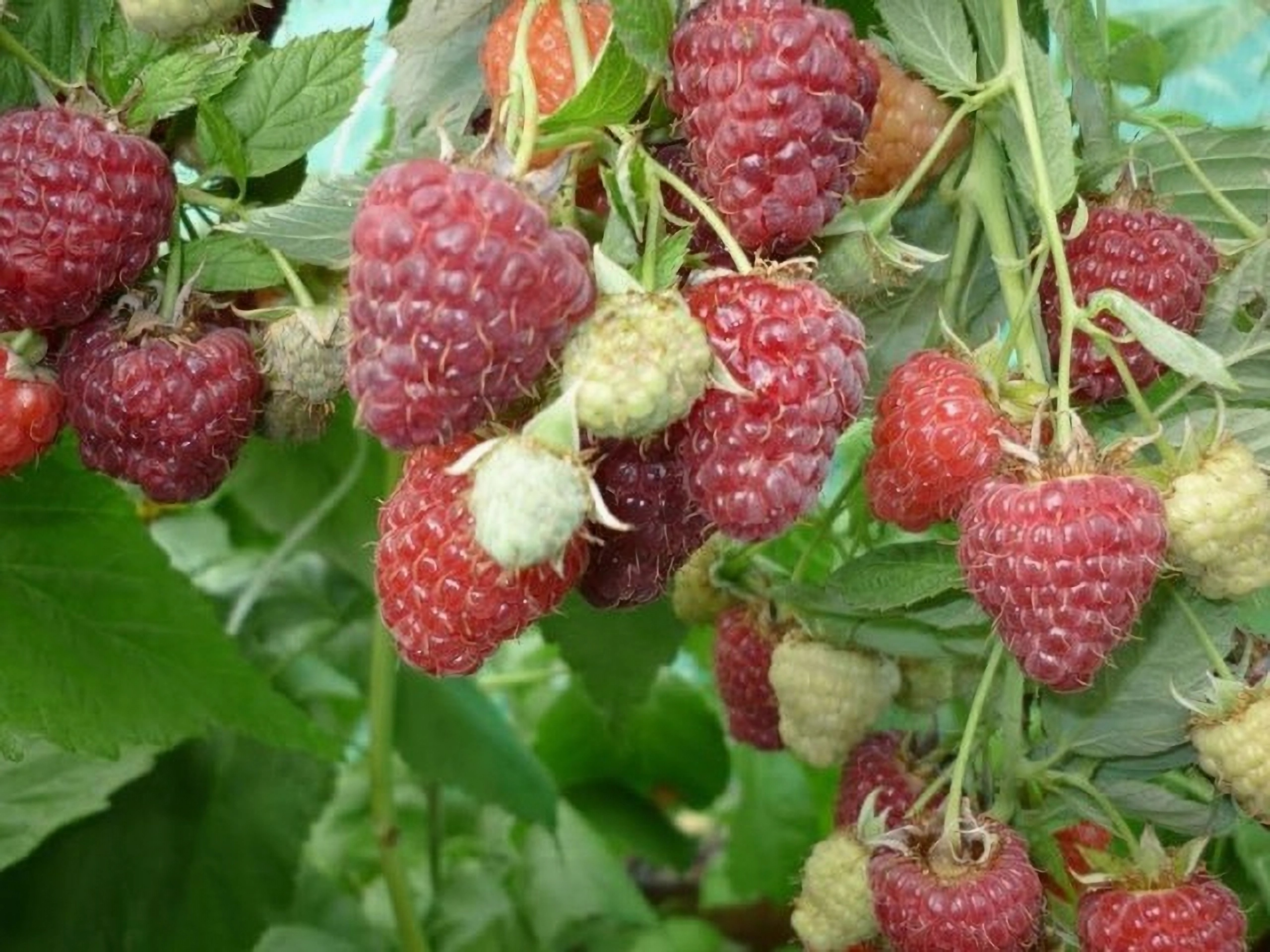 Превью изображения