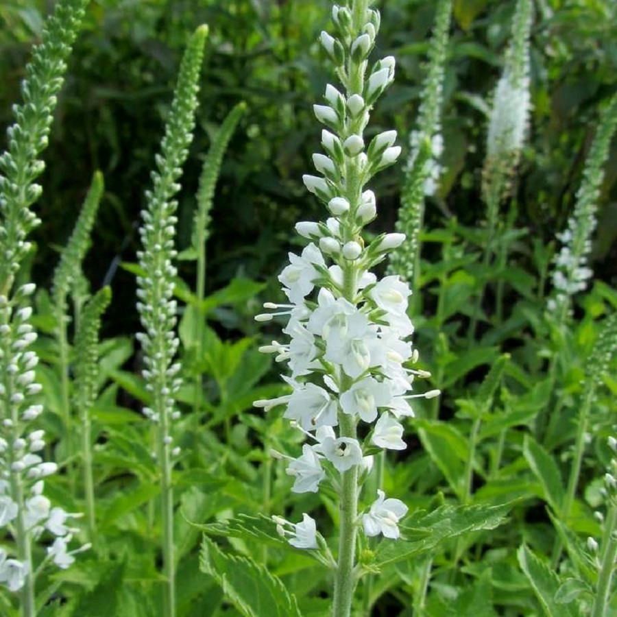 Превью изображения