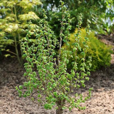 Превью изображения