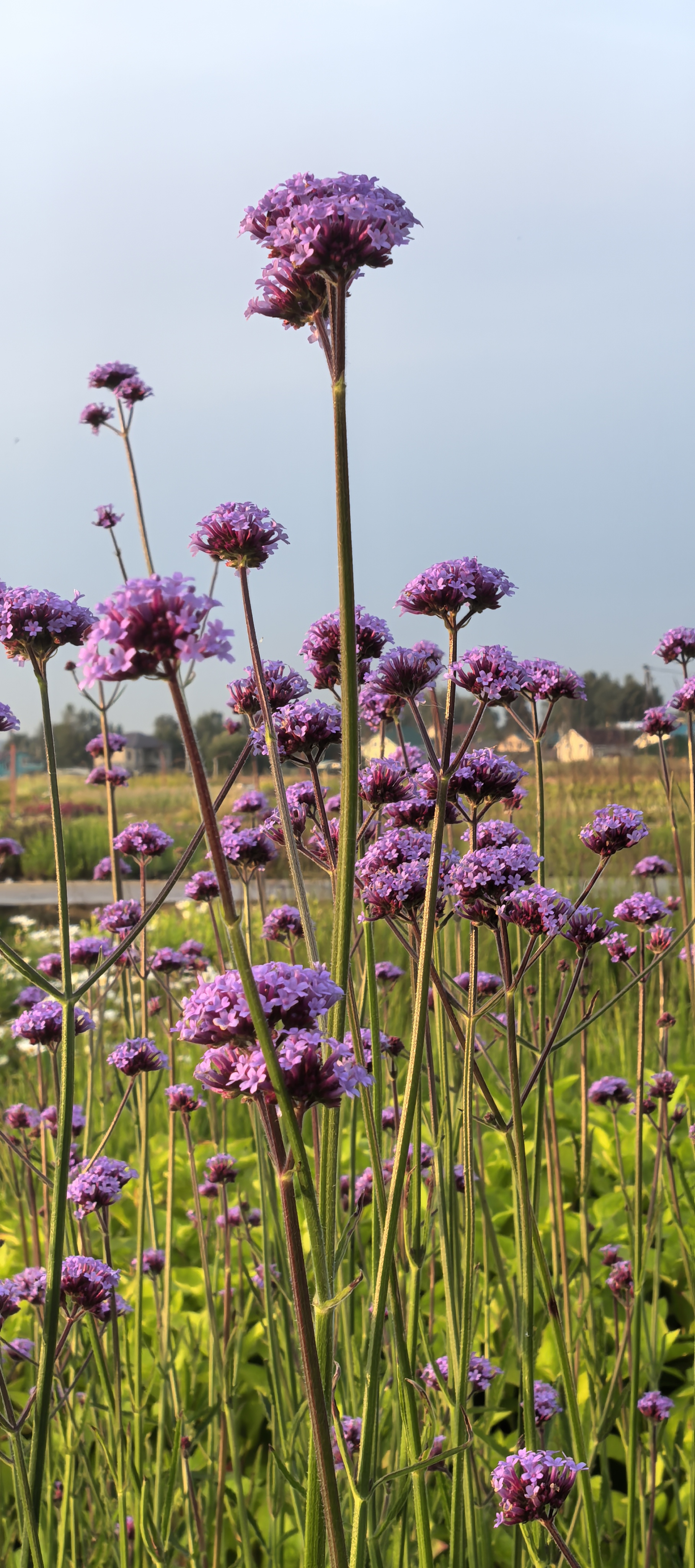 Превью изображения
