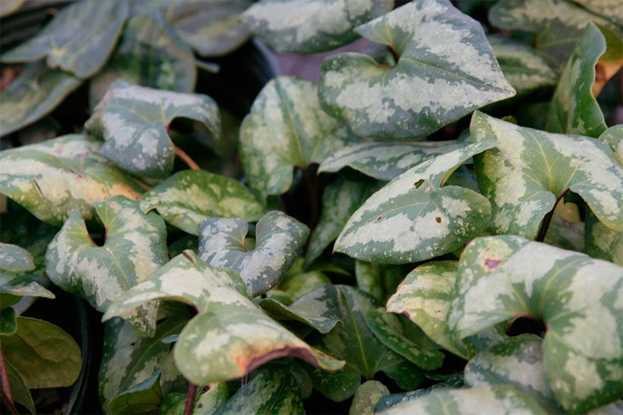 Превью изображения