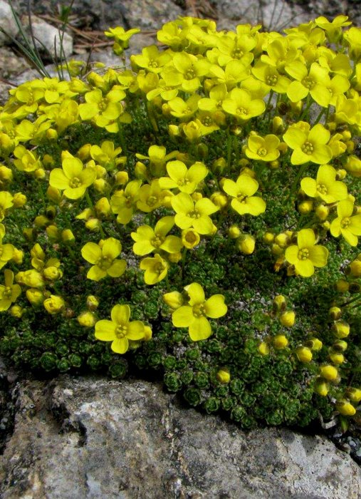 Превью изображения