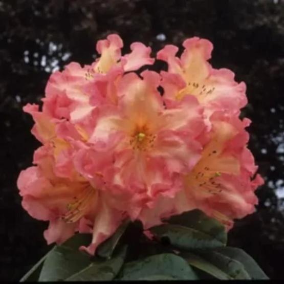 Превью изображения