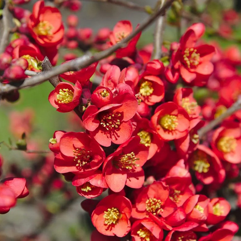 Превью изображения