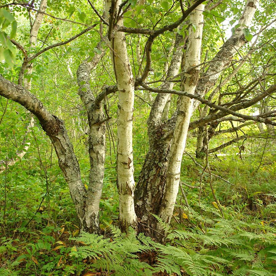 Превью изображения