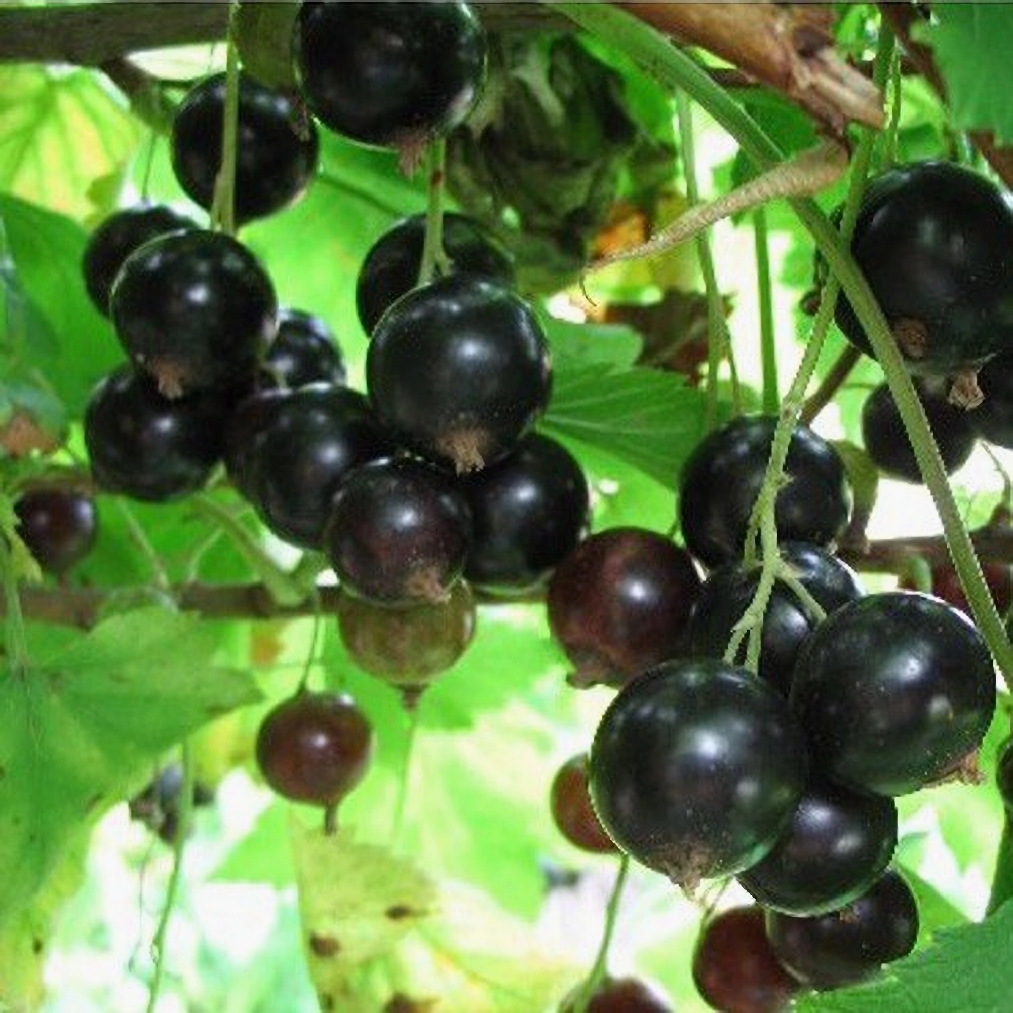 Превью изображения