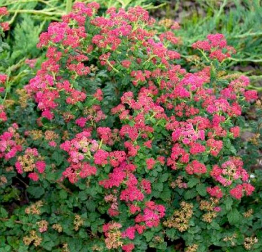 Превью изображения