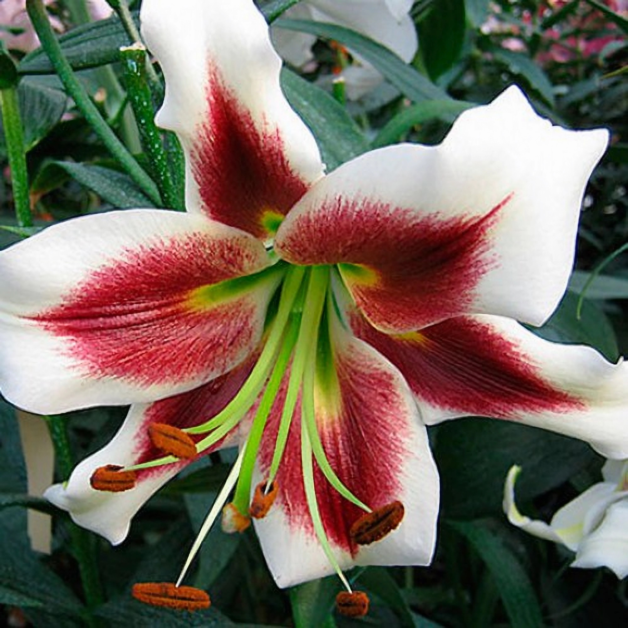 Превью изображения