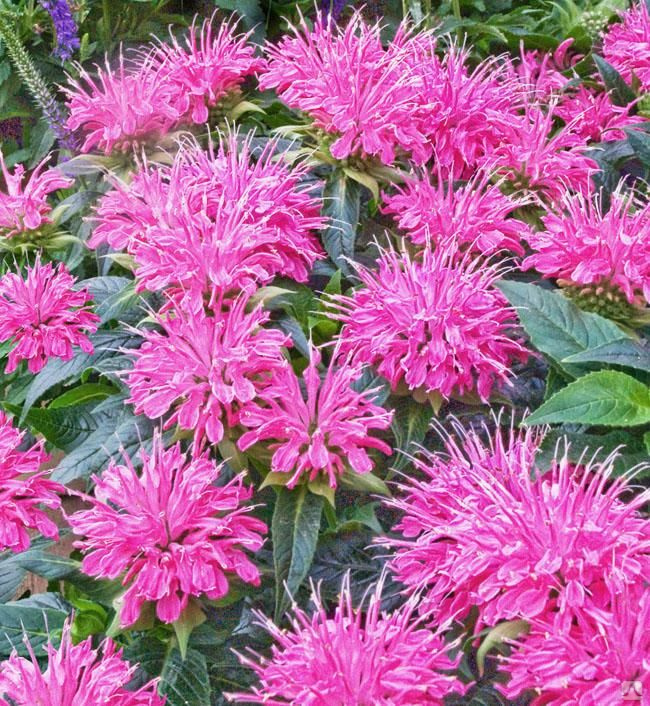 Превью изображения