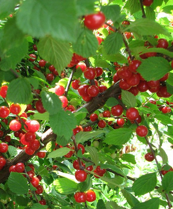 Превью изображения