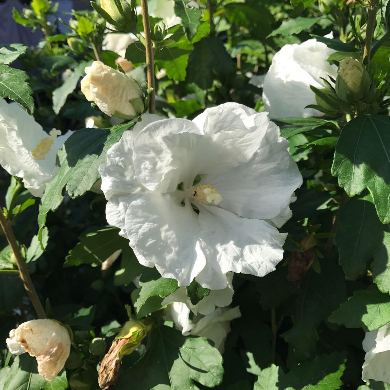 Превью изображения