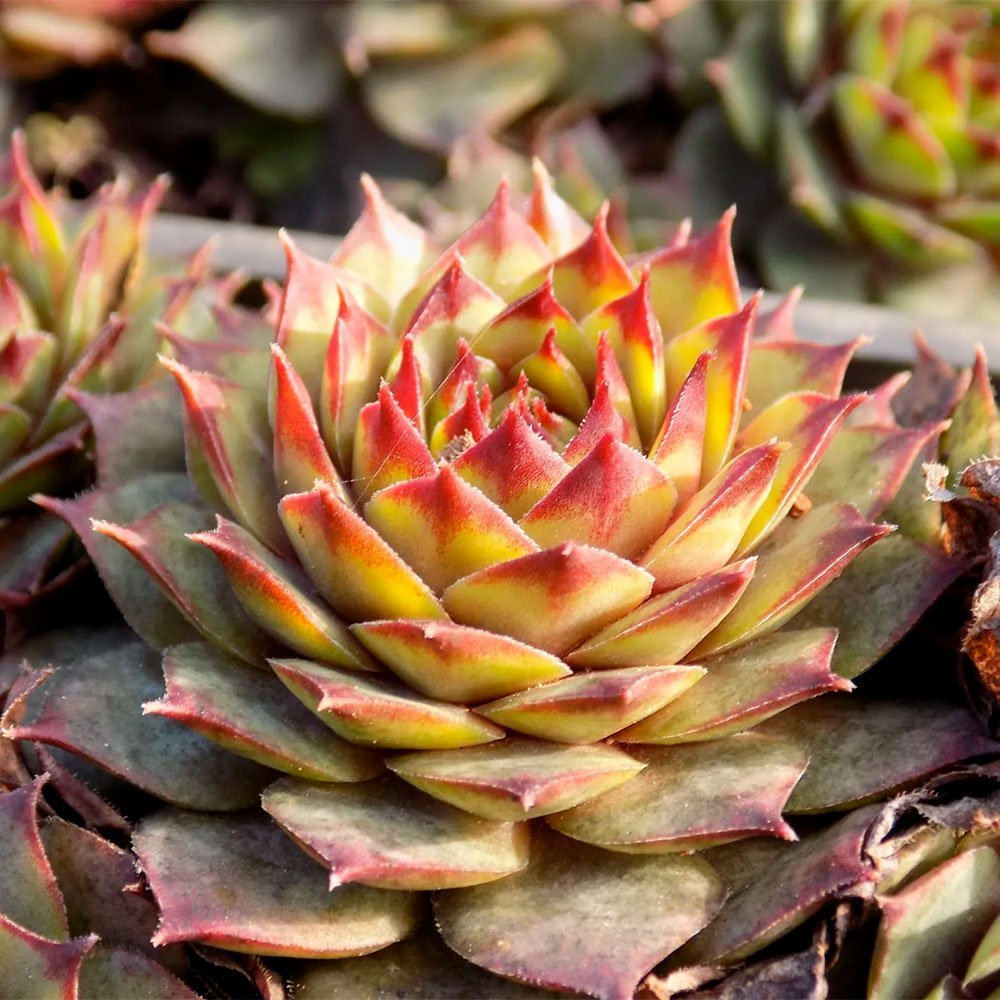 Превью изображения