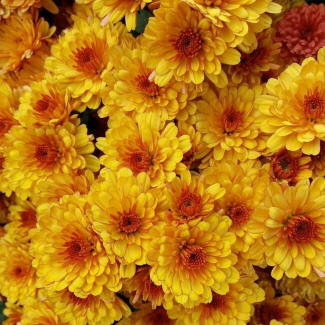 Превью изображения