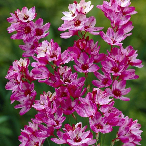 Превью изображения