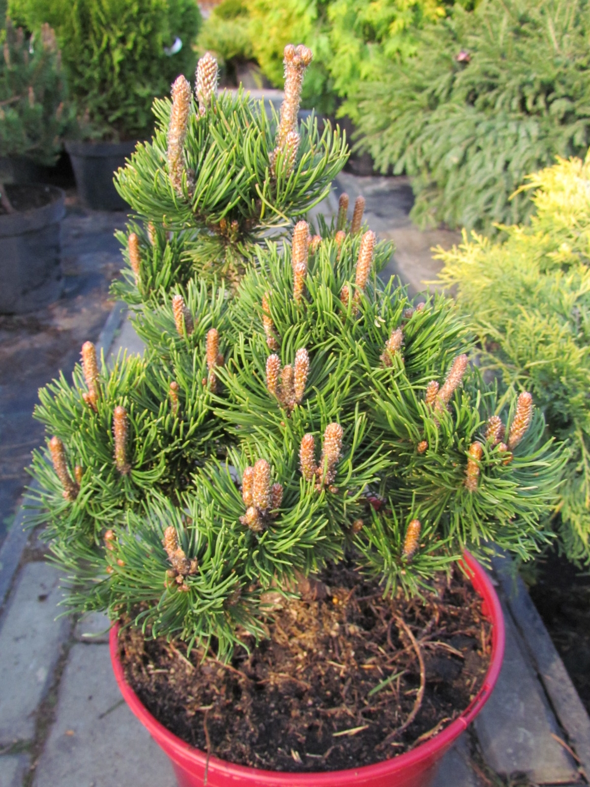 Превью изображения