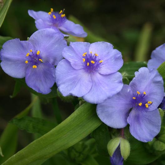 Превью изображения