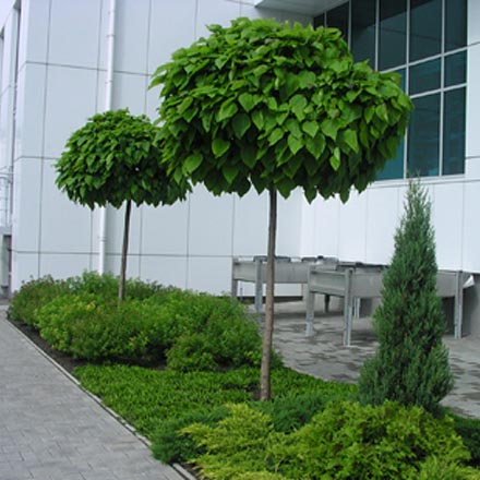 Превью изображения