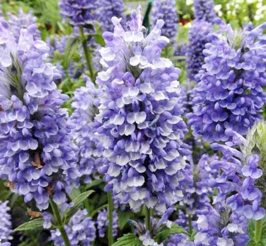 Превью изображения