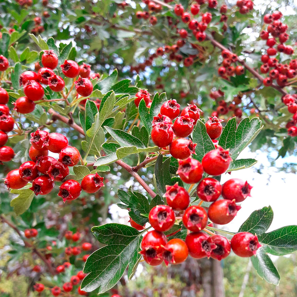 Превью изображения