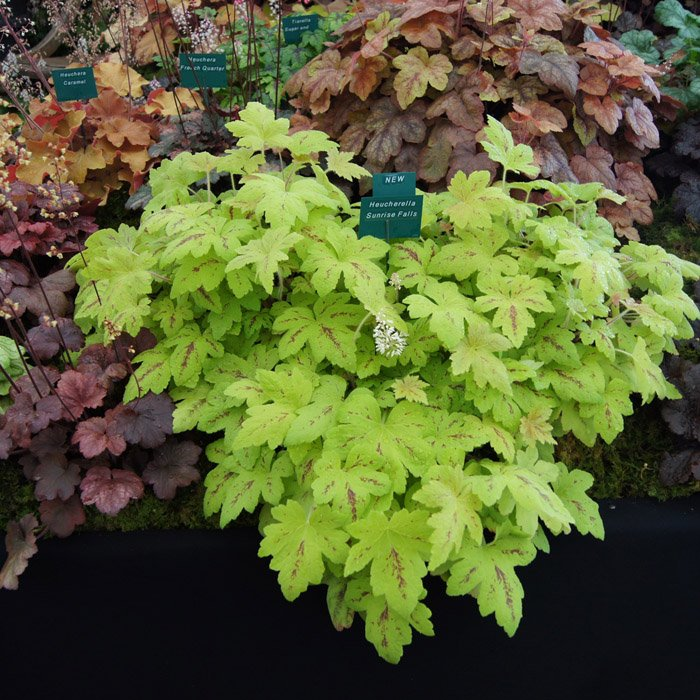 Превью изображения