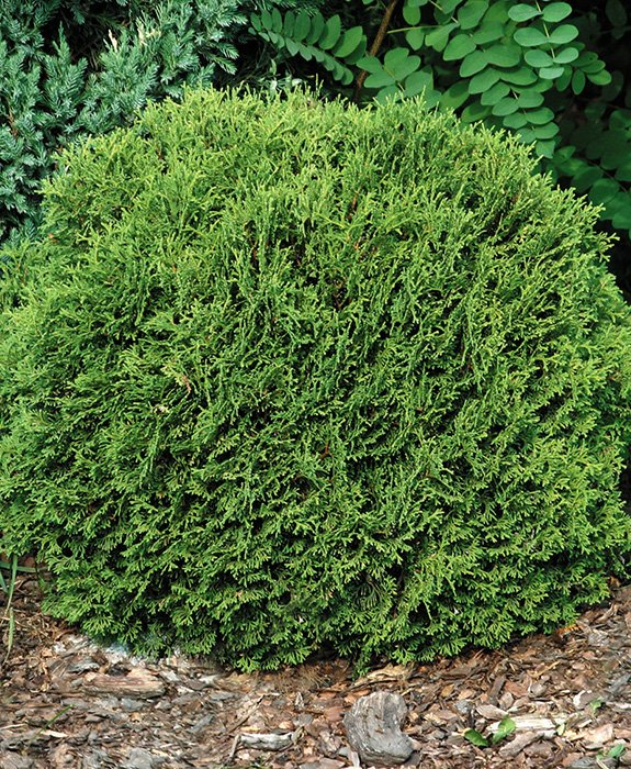 Превью изображения