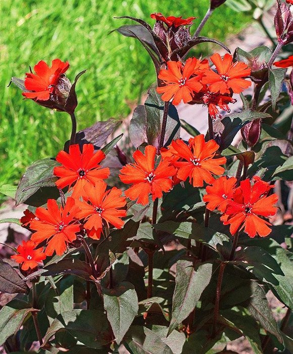 Превью изображения