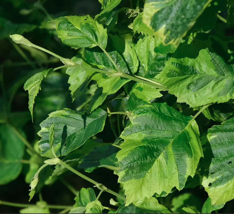 Превью изображения