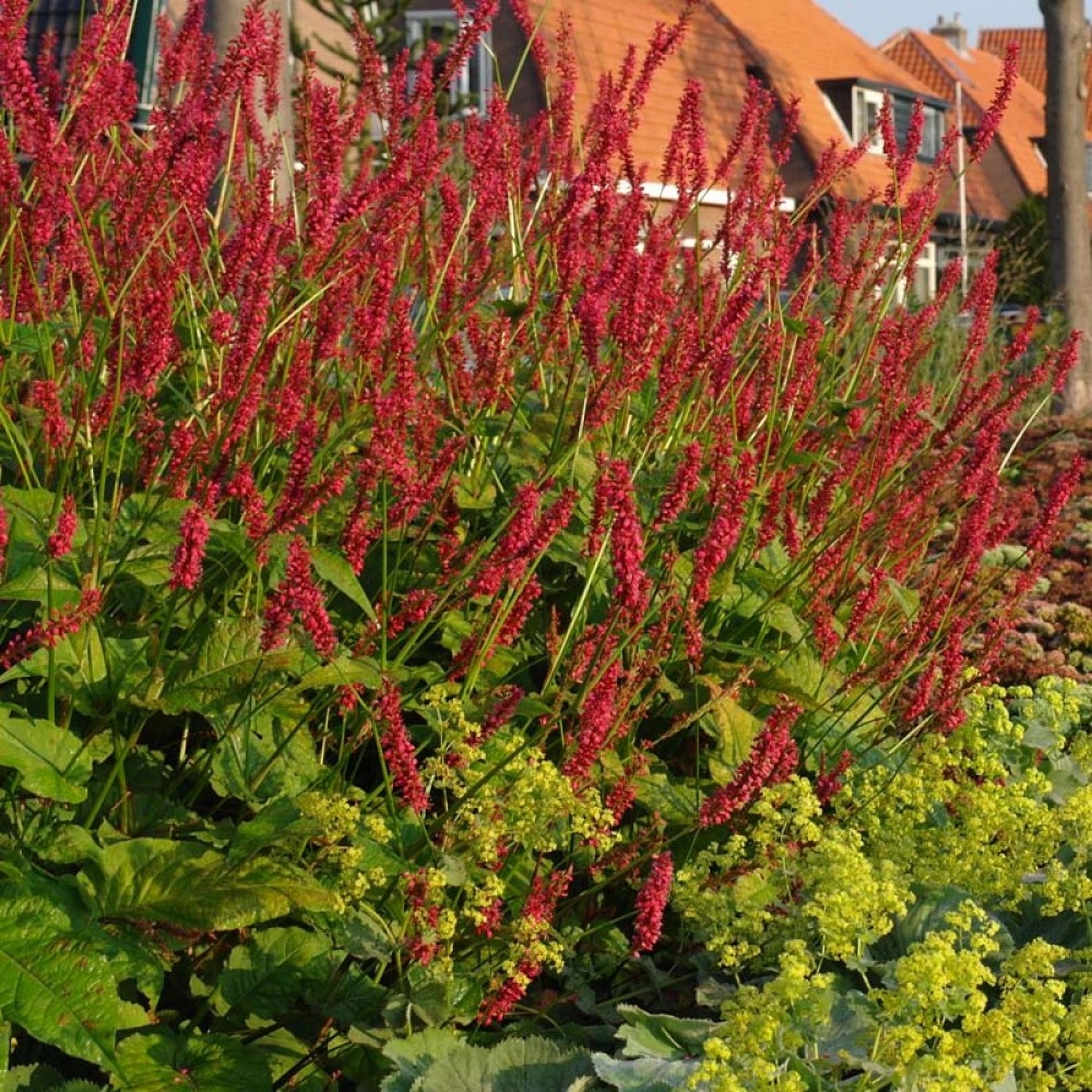 Превью изображения