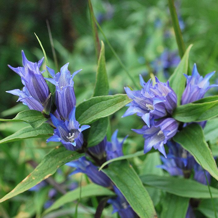 Превью изображения