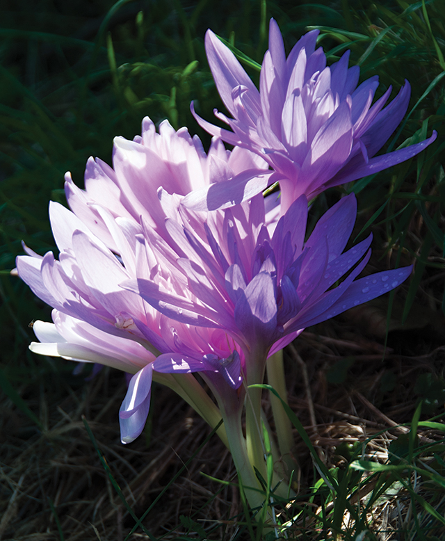 Превью изображения