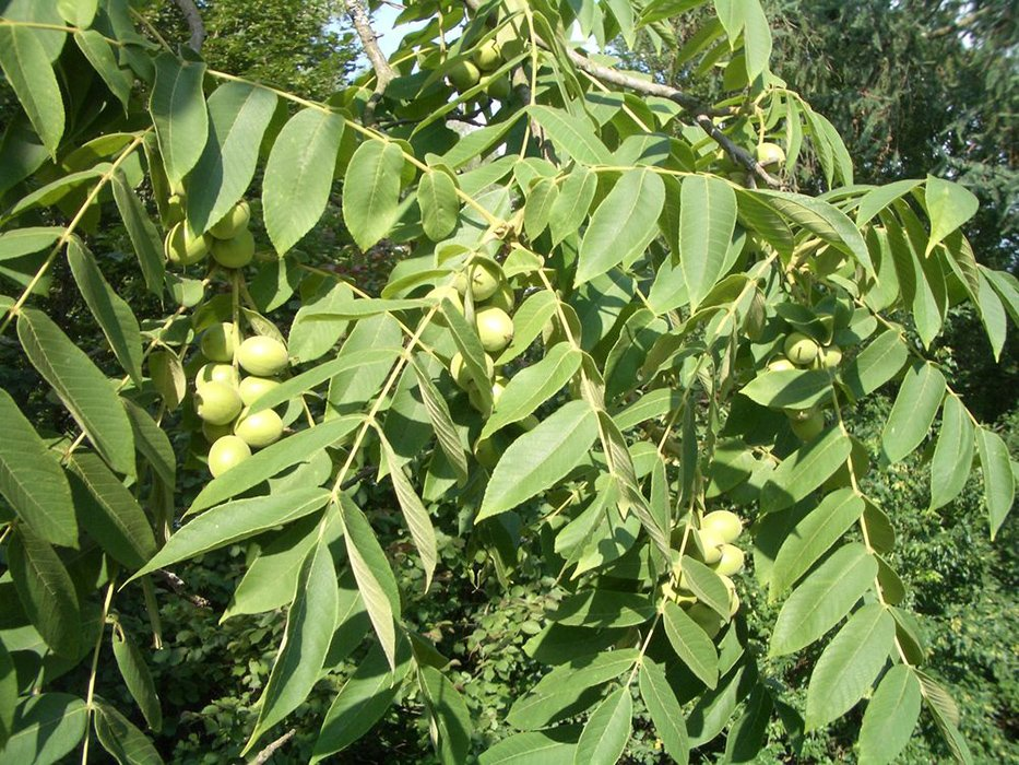 Превью изображения