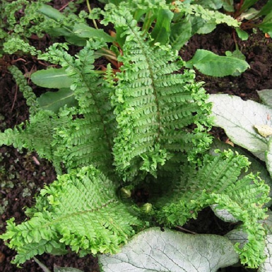 Превью изображения