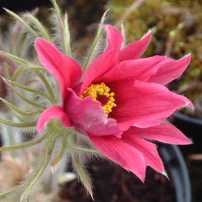 Превью изображения