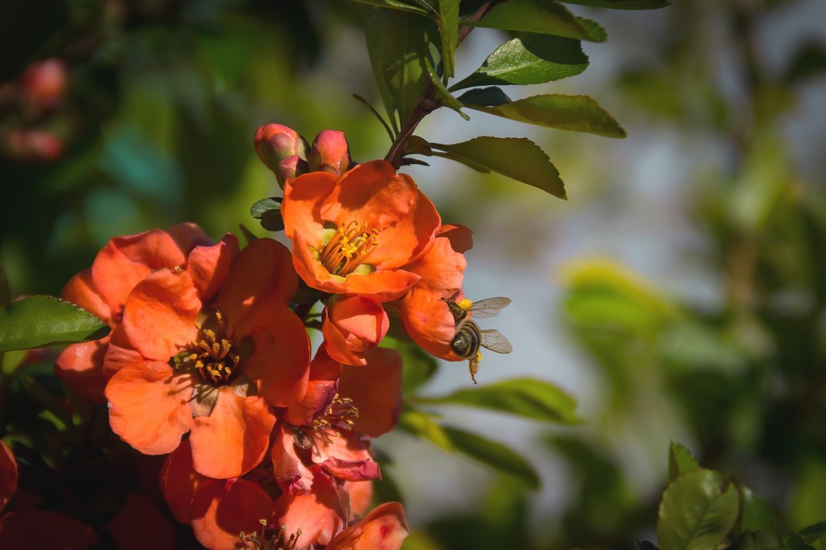 Превью изображения