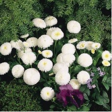 Превью изображения