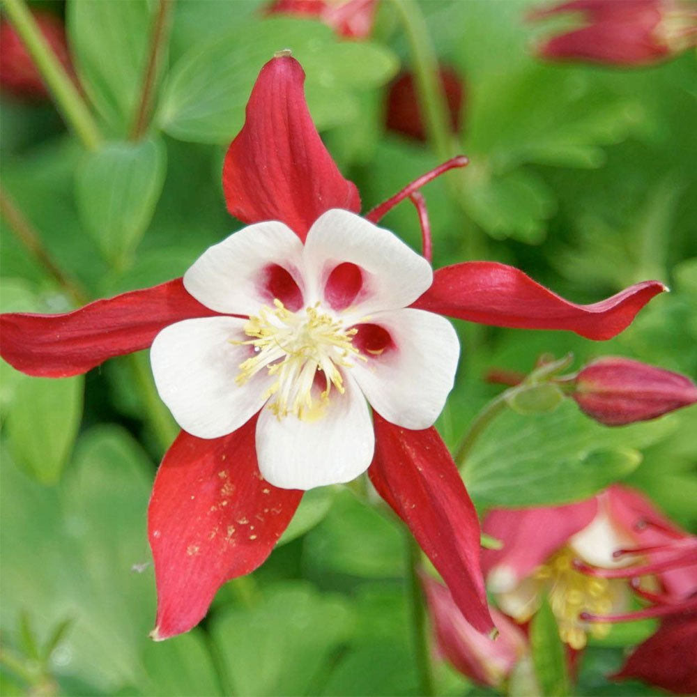 Превью изображения