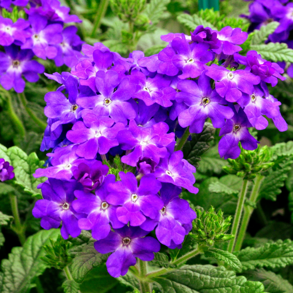 Превью изображения