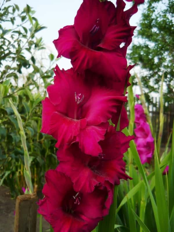 Превью изображения