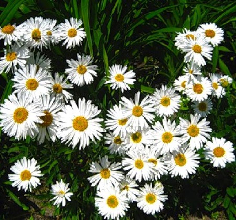 Превью изображения