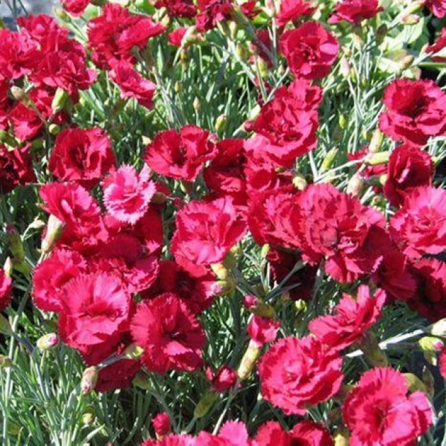 Превью изображения