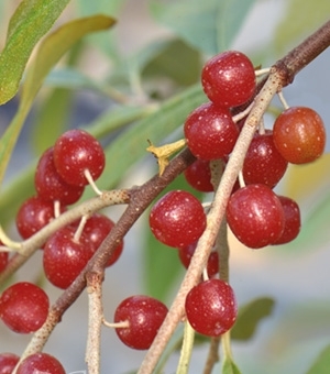 Превью изображения