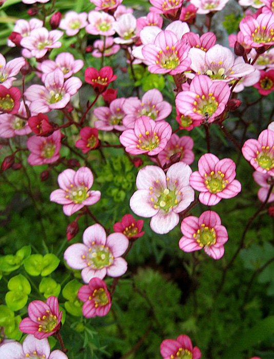 Превью изображения