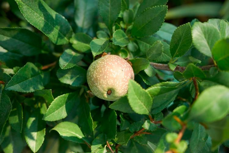 Превью изображения