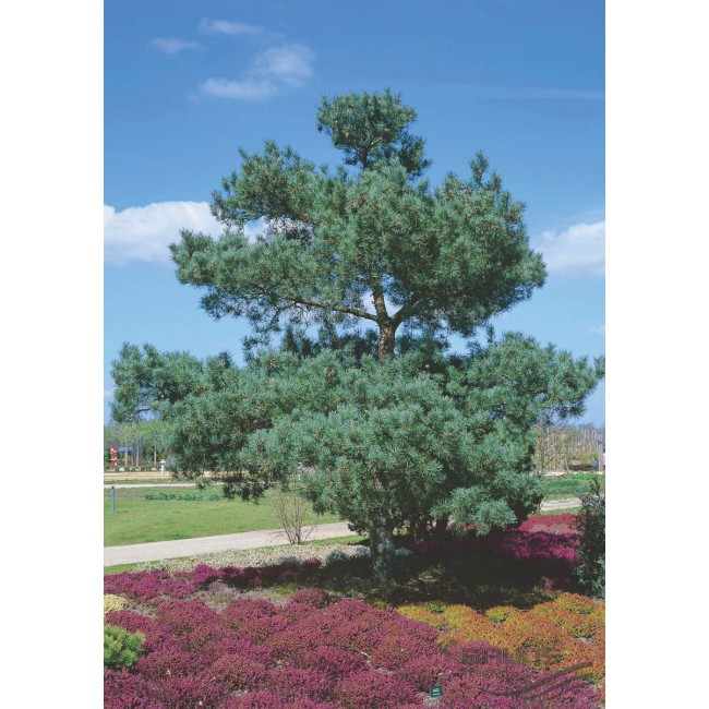 Превью изображения